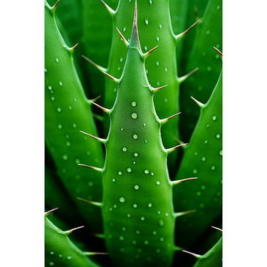 Realistic Cactus canvas